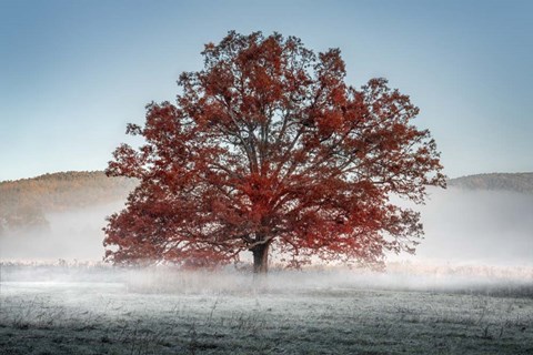 Framed Red Oak in the Mist Print