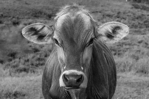 Framed Dairy Barn BW Print