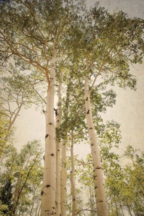 Framed Towering Aspens 1 Print