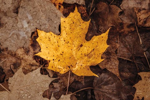 Framed Fall Rains II Print