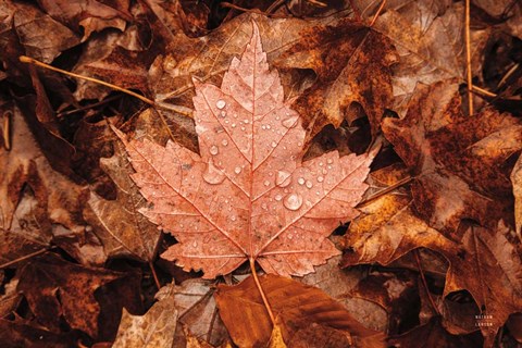 Framed Fall Rains I Print