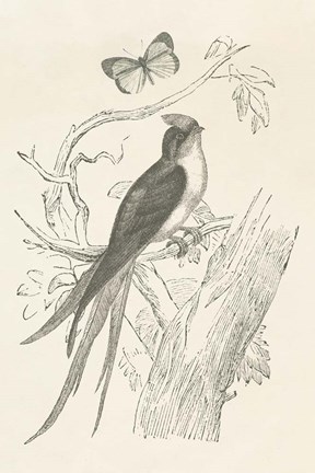 Framed French Bird Etching Print