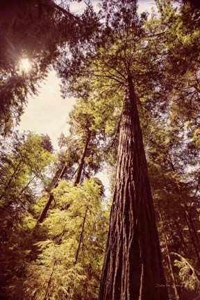 Framed Redwoods 1 Print