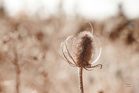 Framed Fall Turns Print