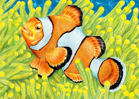 Framed Clownfish Print