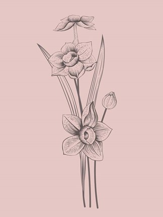 Framed Narcissus Blush Pink Flower Print