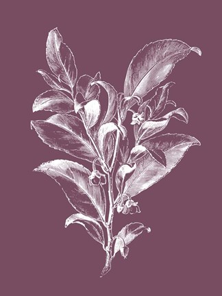 Framed Visnea Mocanera Purple Flower Print