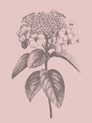 Framed Viburnum Blush Pink Flower Print