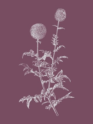 Framed Echinopos Purple Flower Print