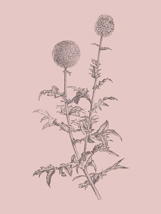 Framed Echinopos Blush Pink Flower Print