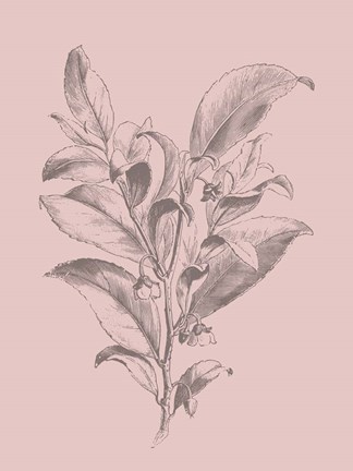 Framed Visnea Blush Pink Flower Print