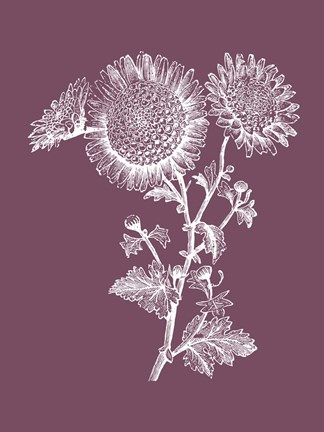 Framed Small Anemone Purple Flower Print