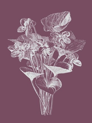 Framed Viola Cucullate Purple Flower Print