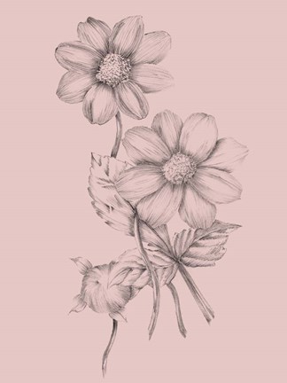 Framed Blush Pink Flower Sketch Print