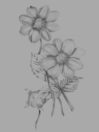 Framed Flower Sketch Print