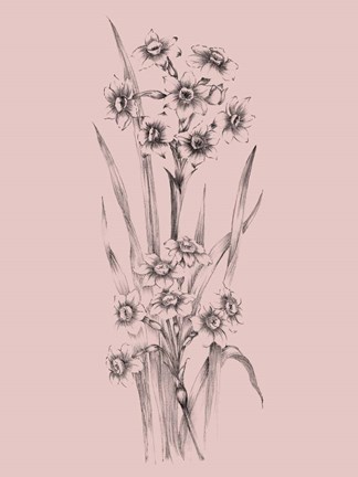 Framed Blush Pink Flower Sketch I Print