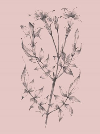 Framed Blush Pink Flower Sketch II Print