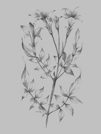 Framed Flower Sketch II Print