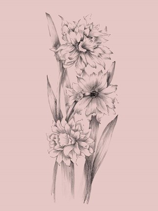 Framed Blush Pink Flower Sketch III Print