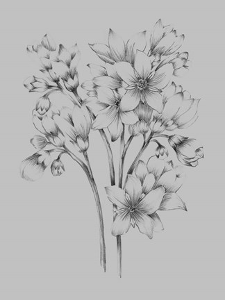 Framed Flower Drawing Print