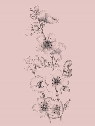 Framed Blush Pink Flower Drawing I Print