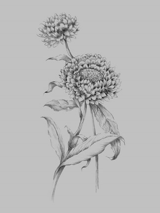 Framed Flower Drawing III Print