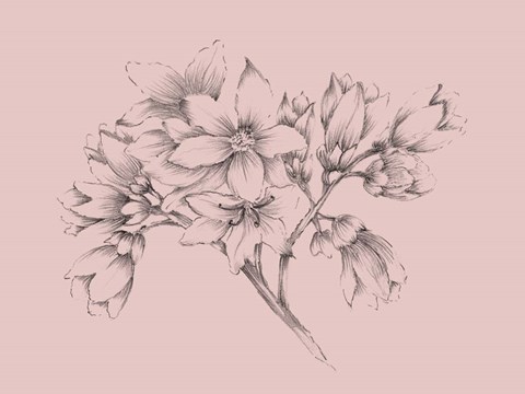 Framed Blush Pink Flower Illustration Print