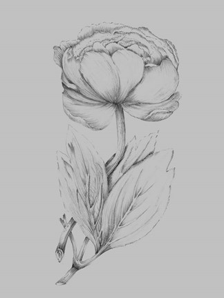 Framed Flower Illustration I Print