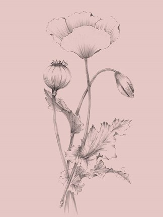 Framed Blush Pink Flower III Print