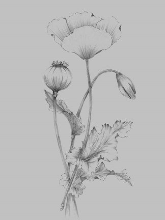 Framed Grey Flower Sketch III Print