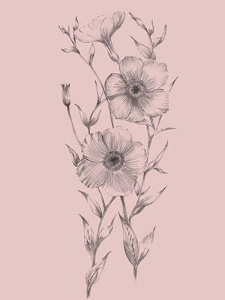 Framed Pink Flower Sketch Illustration I Print