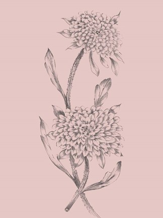 Framed Pink Flower Sketch Illustration II Print