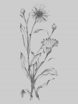 Framed Grey Flower Sketch Illustration III Print