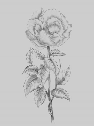 Framed Pretty Flower Print