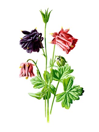 Framed Columbine Flower Print