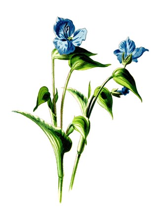 Framed Camelina Flower Print