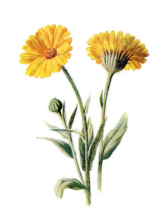 Framed Common Marigold Flower Print