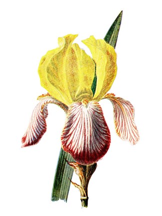 Framed Iris Flower Print