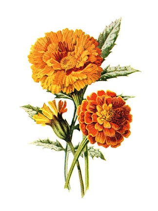 Framed Marigold Flower Print