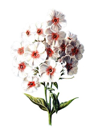 Framed Phlox Flower Print