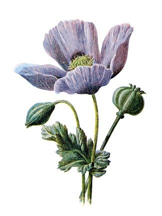 Framed Poppy Flower Print