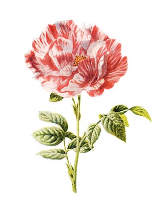 Framed York and Lancaster Rose Print