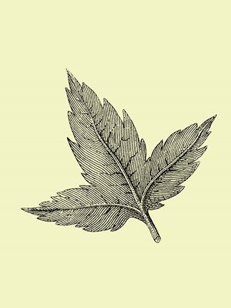 Framed Floating Leaf Print