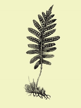 Framed Floating Leaf Branch Print