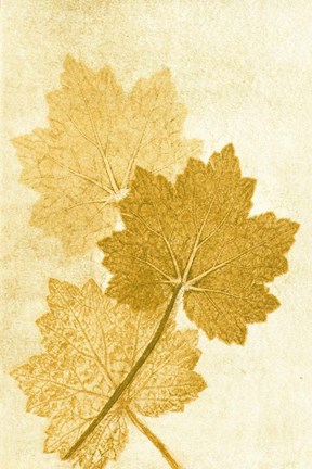 Framed Alumroo Amber Print