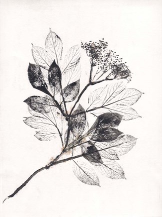 Framed Elder BW Print