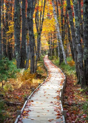 Framed Autumn Boardwalk I Print