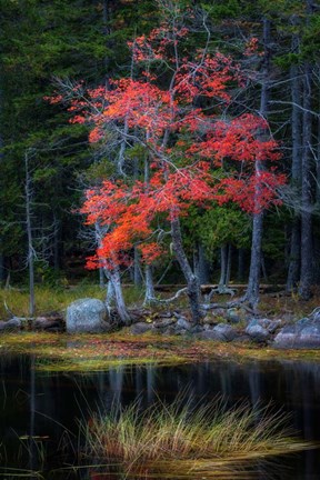 Framed Red Reflections I Print