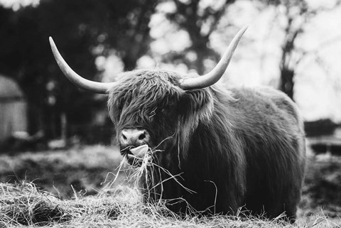 Framed Midday Meal Print