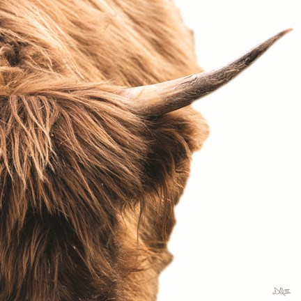 Framed Highland Horn II Print